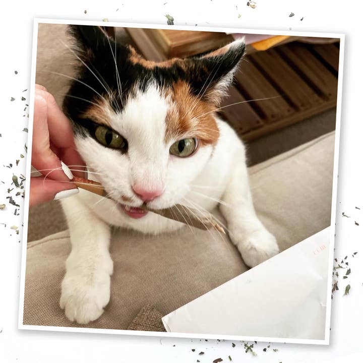 Pet Palette Distribution - Wholesale Pet Toy - Cat - Meowijuana King Catnibas Joints3