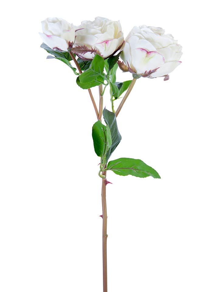 Branche de roses choux fraîches de 21 pouces pour la vente par American Best