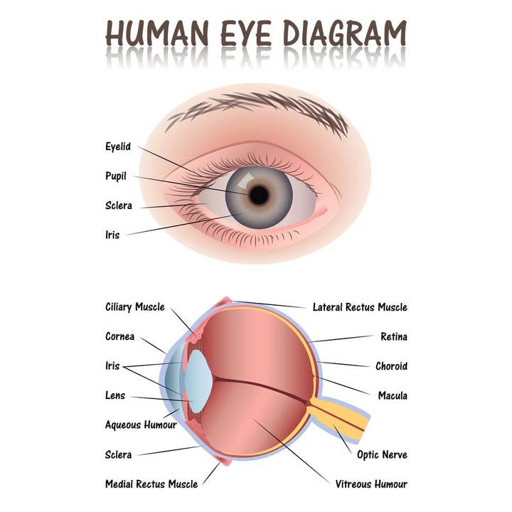 Diagramme éducatif de l'anatomie de l'œil humain - Affiche murale pour la vente par Gotham Gifts