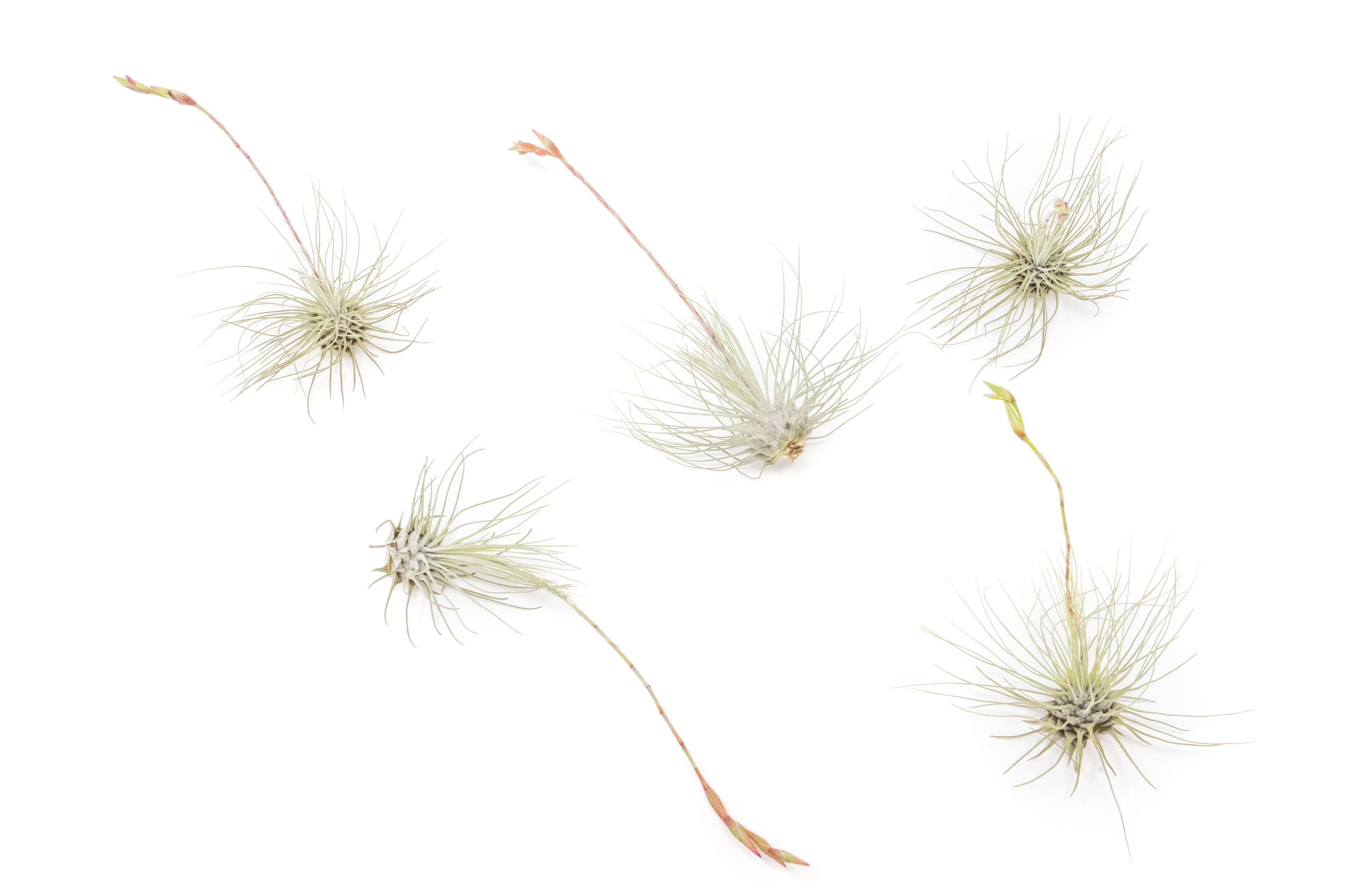 Air Plant Shop - Wholesale Live Plant - Tillandsia Argentea Thin Air Plants4