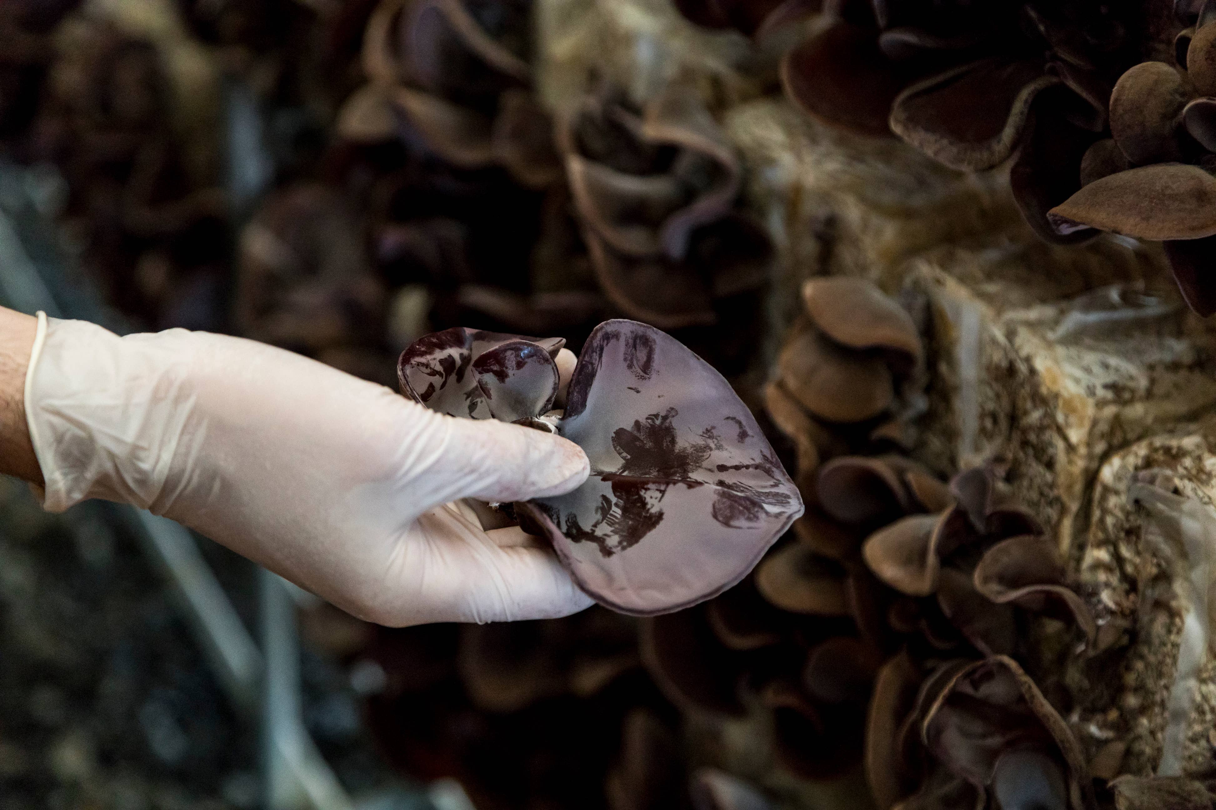 Japan Artisans - Wholesale Dried/dehydrated vegetables - Kasugai-Dried Wood Ear Mushrooms 14g – Organic - Japan7