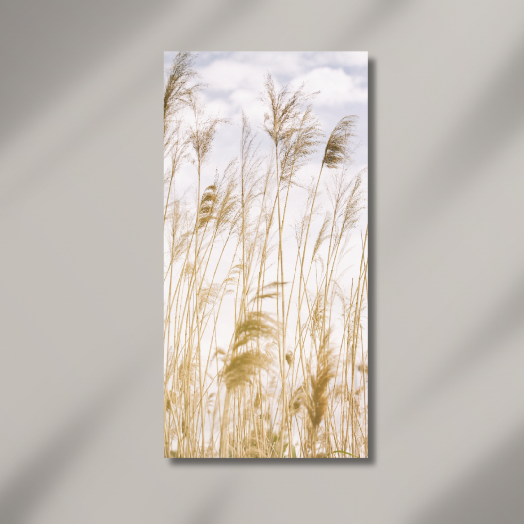 Alexis Arnold Photography - Wholesale Art Print - Acrylic Wall Art Tall Grass1