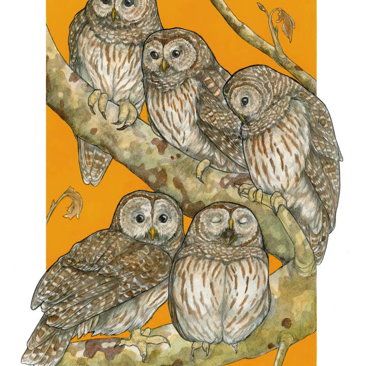 A Parliament of Owls - Archival Print for wholesale by Sarah Draws Things