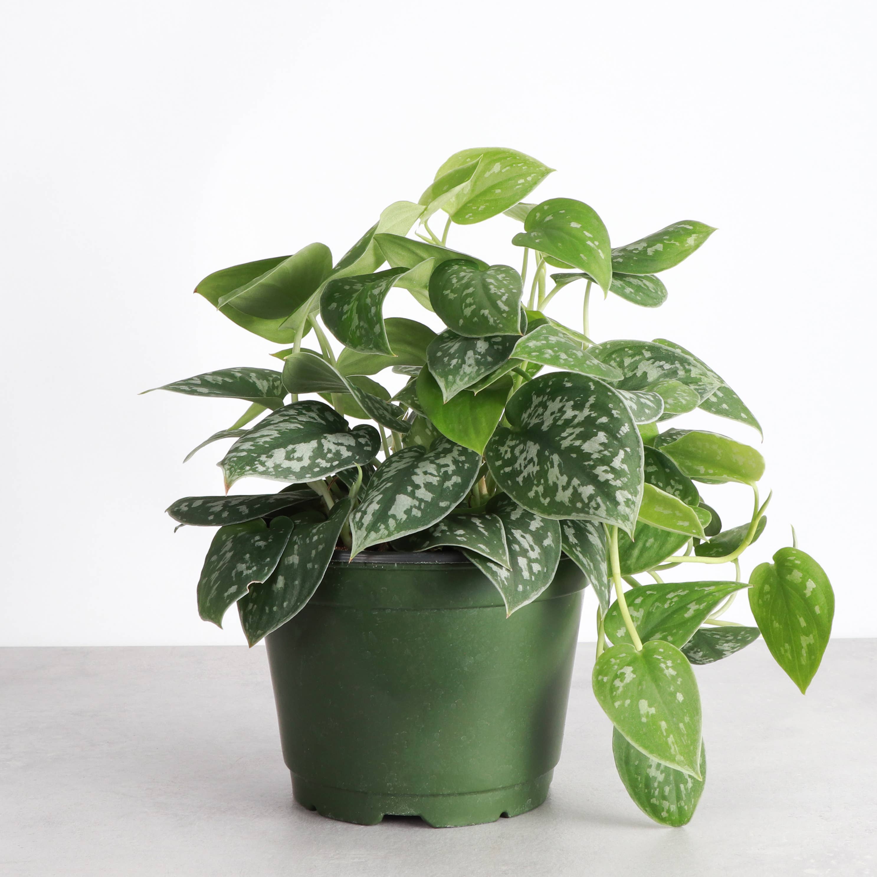 Thorsen's Greenhouse - Vente Plante - Satin Pothos, Scindapsus Pictus - Plante vivante2