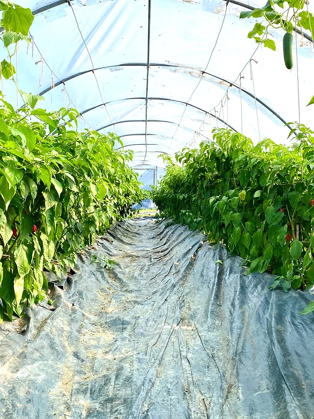 Weymouth 51 Hot Sauces - Venta al por mayor Salsas picantes - Salsa de chile superpicante vegana fermentada Dorset Naga 220 ml6