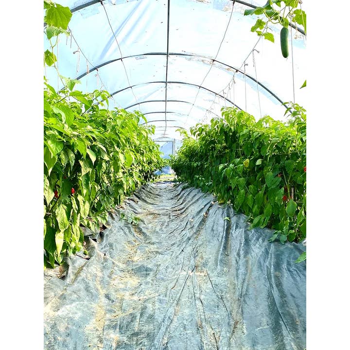 Weymouth 51 Hot Sauces - Venta al por mayor Salsas picantes - Salsa de chile superpicante vegana fermentada Dorset Naga 220 ml6