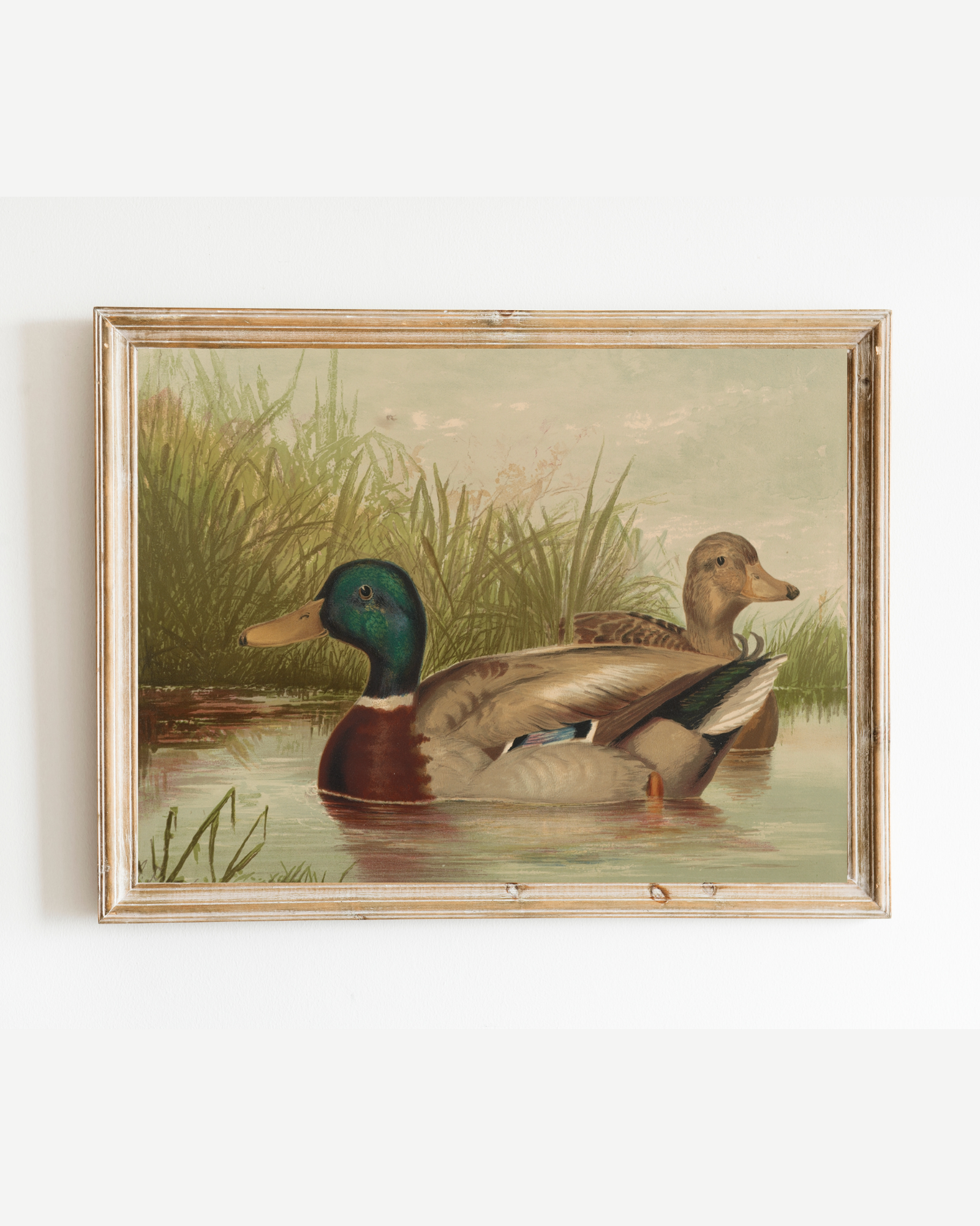 Sea to Skye - Wholesale Art Print - Ducks on the Pond Antique Art Print3