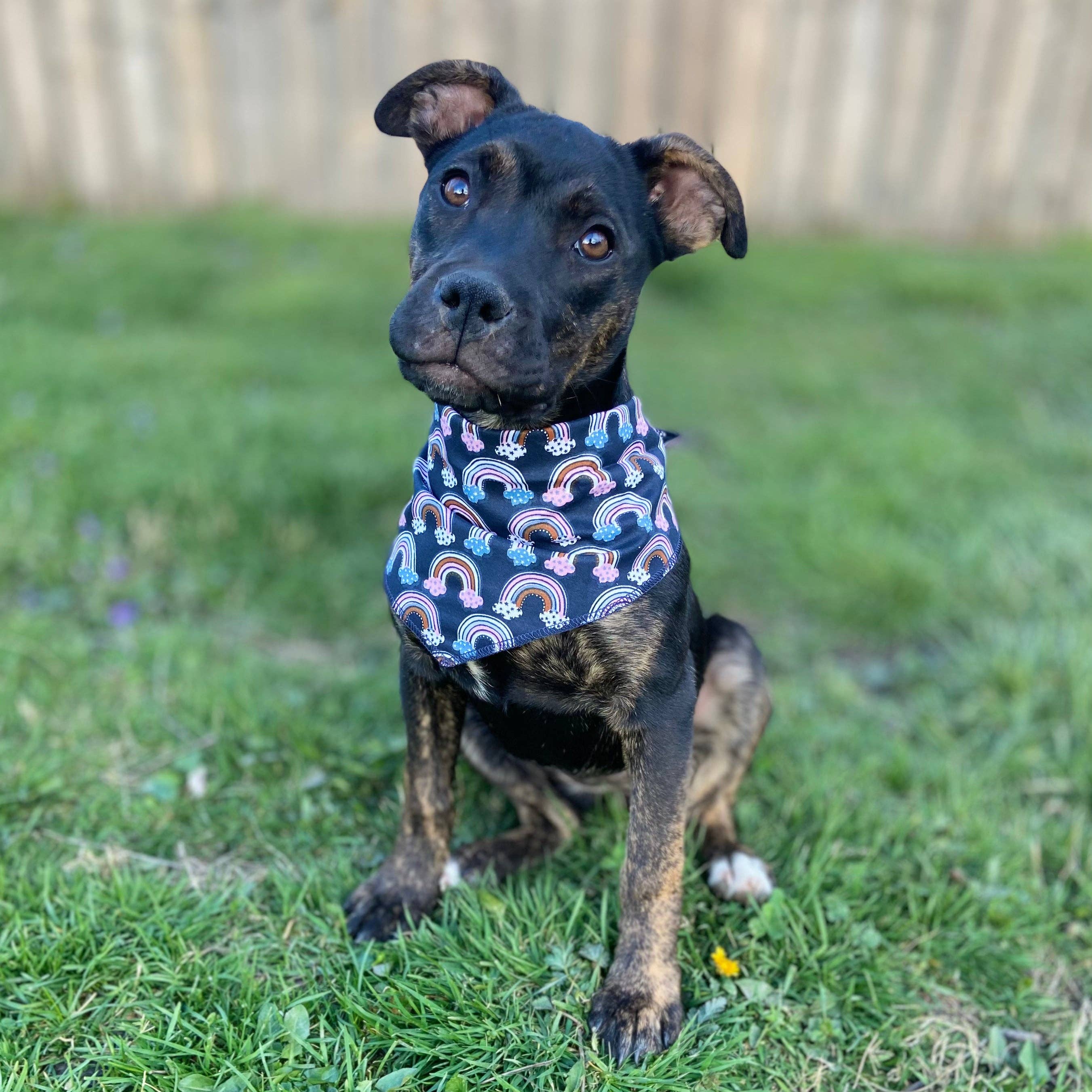 doggish - Vendita all'ingrosso Bandana - Cani - Bandana per cani Boho Rainbows, accessorio per animali domestici blu fatto a mano1