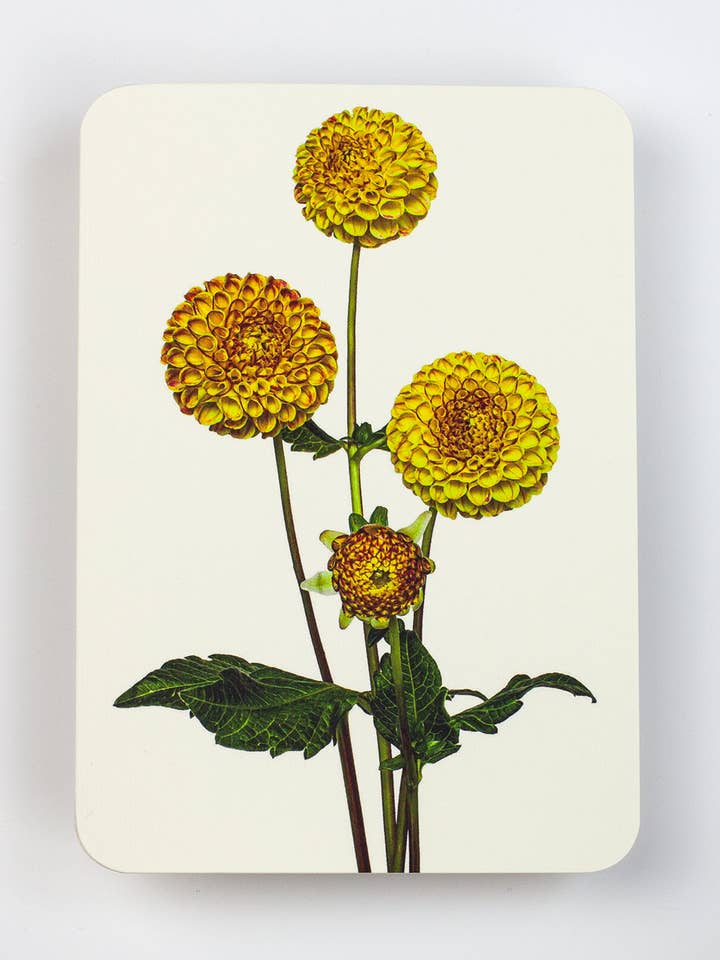 Dahlia Hilsen Kort | Fødselsdagskort | Luksuskort for engroshandel hos Canonbury Press