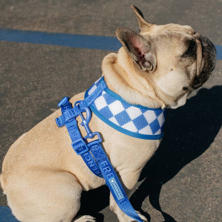 Frenchie - Wholesale Pet Harness - Dog - Frenchie Duo Reversible Harness - Royal Blue6