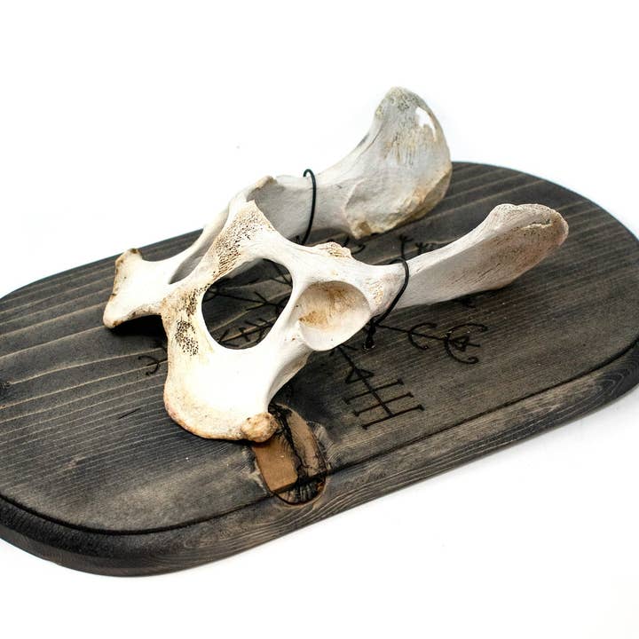 veldismagn y colgador de pared de cadera de ciervo para venta al por mayor de Oreamnos Oddities