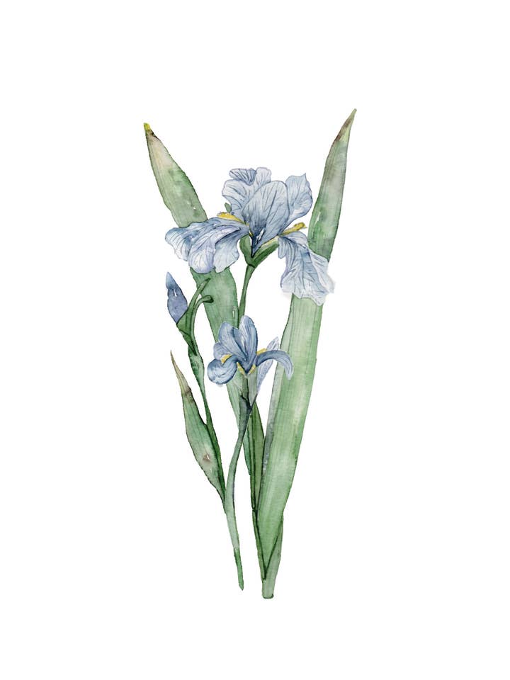 Iris 1 ~ Fine art print for wholesale by StudioReta