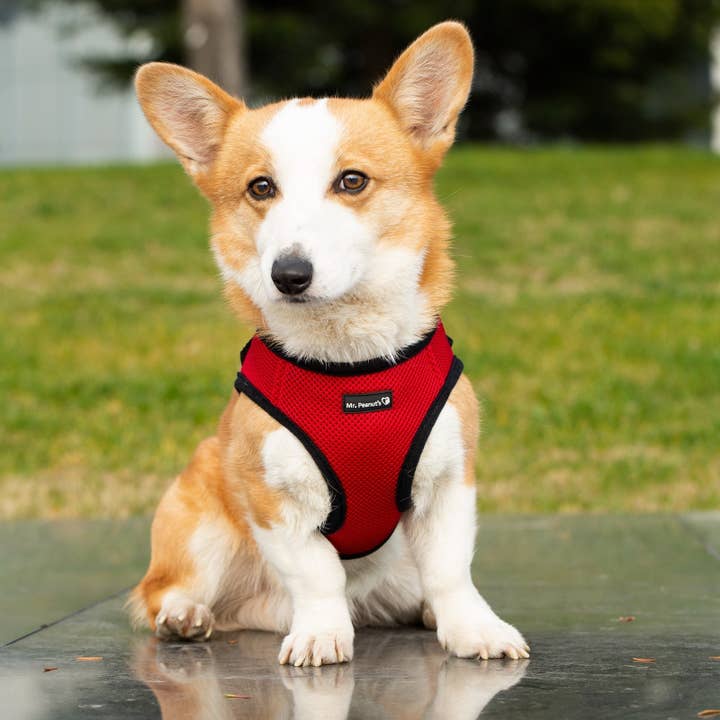 Mr. Peanut's - Wholesale Pet Harness - Dog - Mr. Peanut's PupTrek Small Dog/Cat Soft Mesh Step In Harness