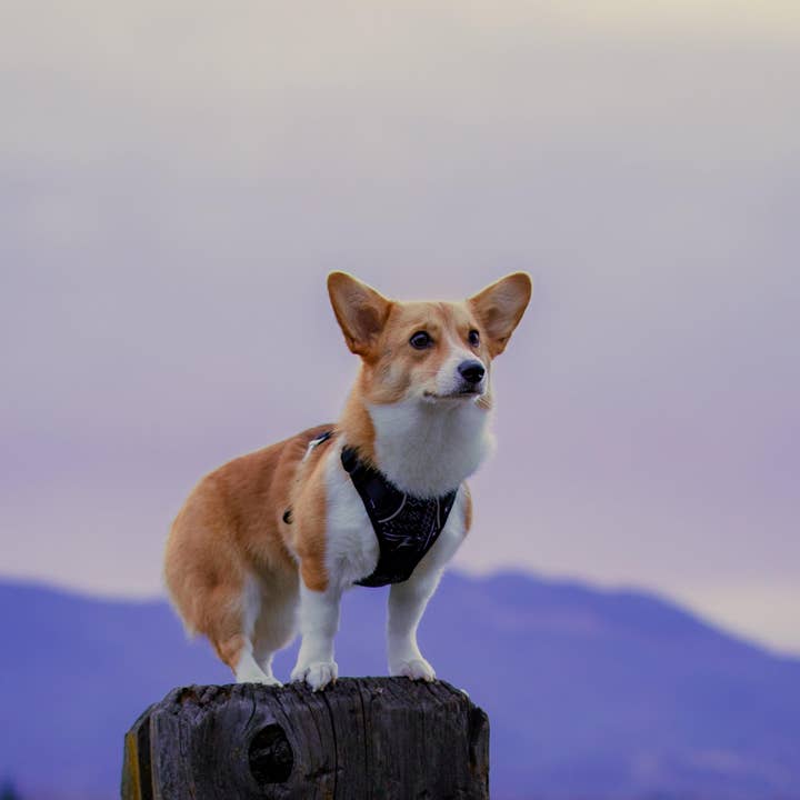 Wildside Dog Gear - Wholesale Pet Harness - Dog - Luna Click N' Go Dog Harness