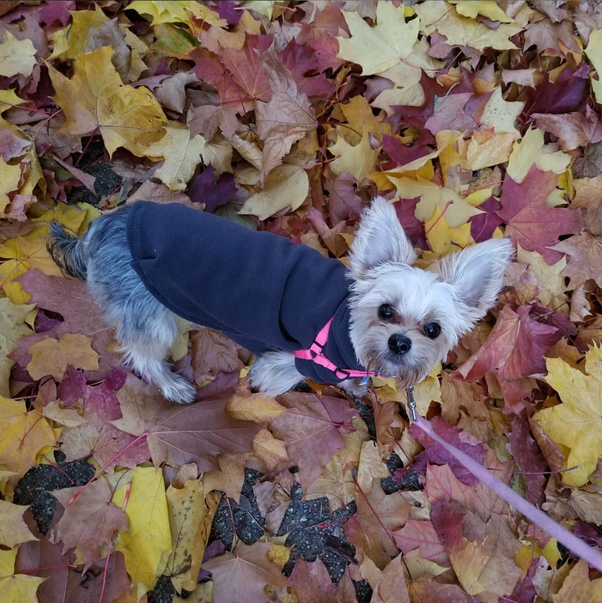 Eco-Pup – wholesale Hundjacka - Hund – Arbutus Fleecey fleecejacka3