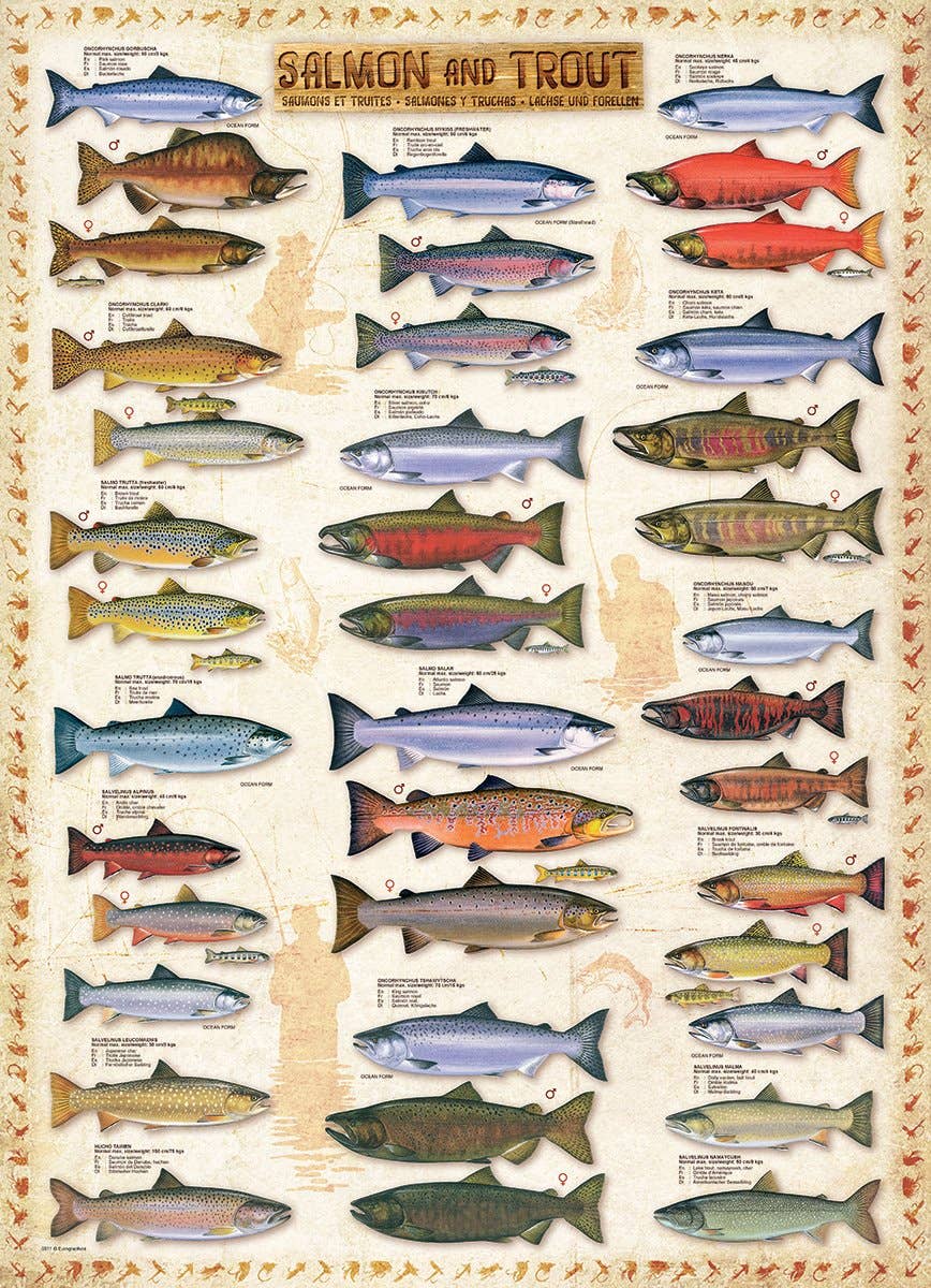 Eurographics Puzzles USA - Wholesale Puzzle - Adult - Salmon & Trout1