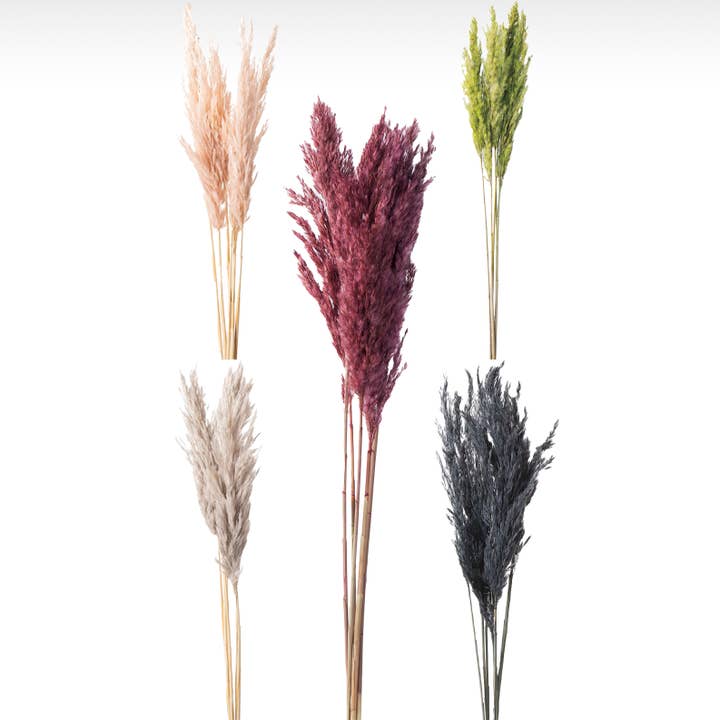 2626 Designs - Wholesale Dried/Pressed Flowers - Dried Plume Reed | Home Décor3