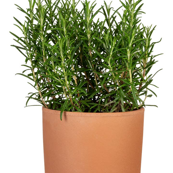 rosso La Natura 982 ceramic flower pot/planter for wholesale on Faire1