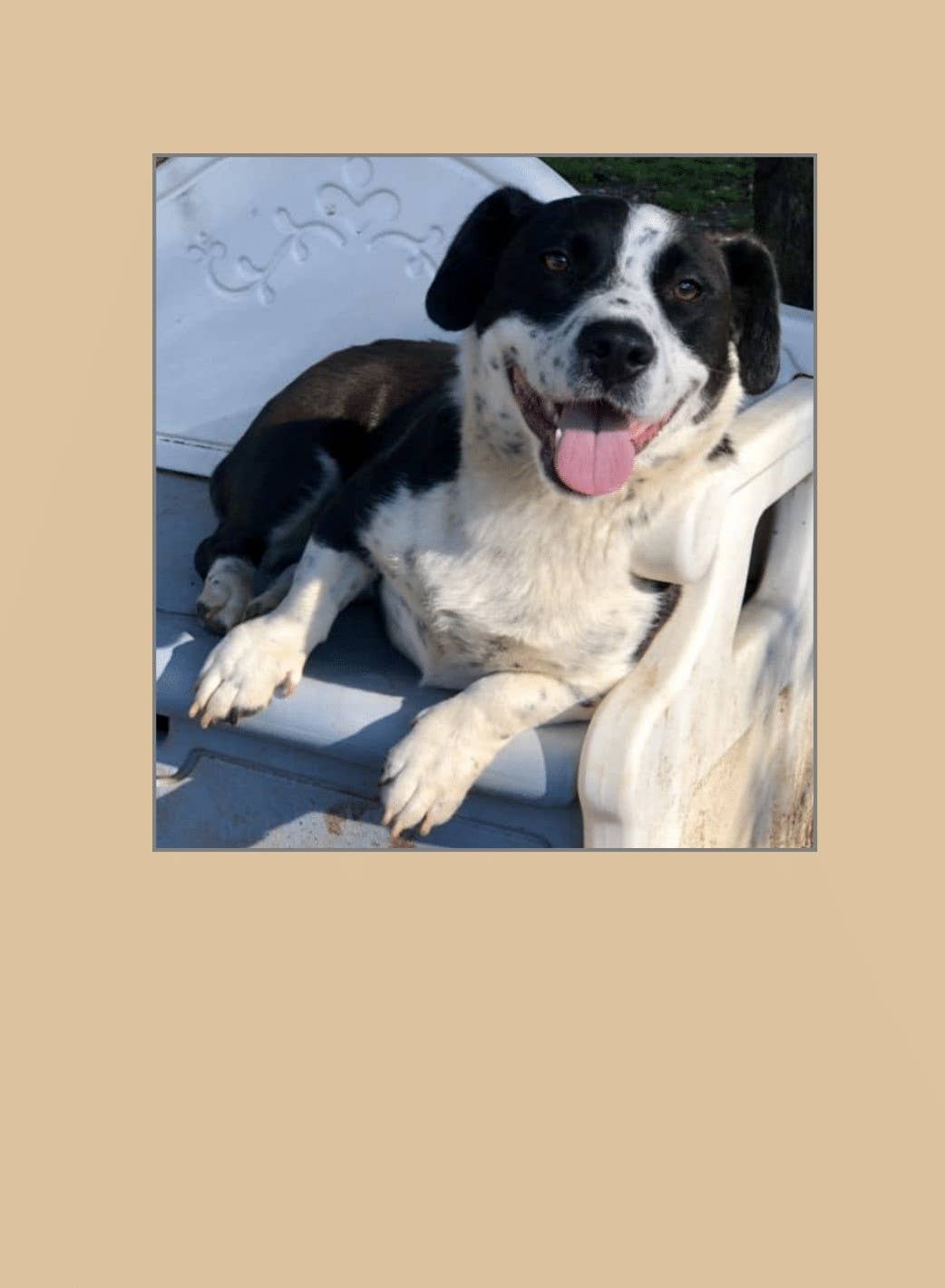 1216 Trading Company - Wholesale Everyday Greeting Card - Paw Talk Greeting Card - Just For Fun - 040061