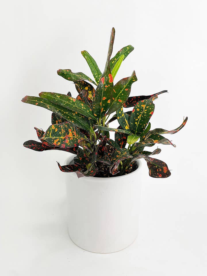 Codiaeum Variegatum 'Red Spot' Croton for wholesale by Bumble Plants