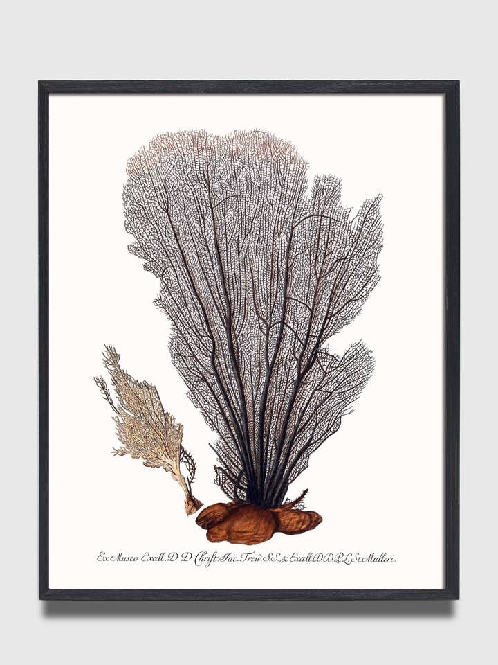 Sea Fan Coral pour la vente par Capricorn Press