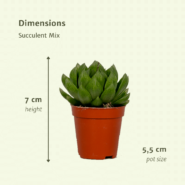 Oasis of Life - Vente Succulentes - Mélange de succulentes – 10 plantes – Différentes espèces – Aloe Vera, Echeveria, Kalanchoe, Sedum – Plantes d'intérieur en pot – Ø5,5cm – ↕7cm – faciles d'entretien & décoratives3