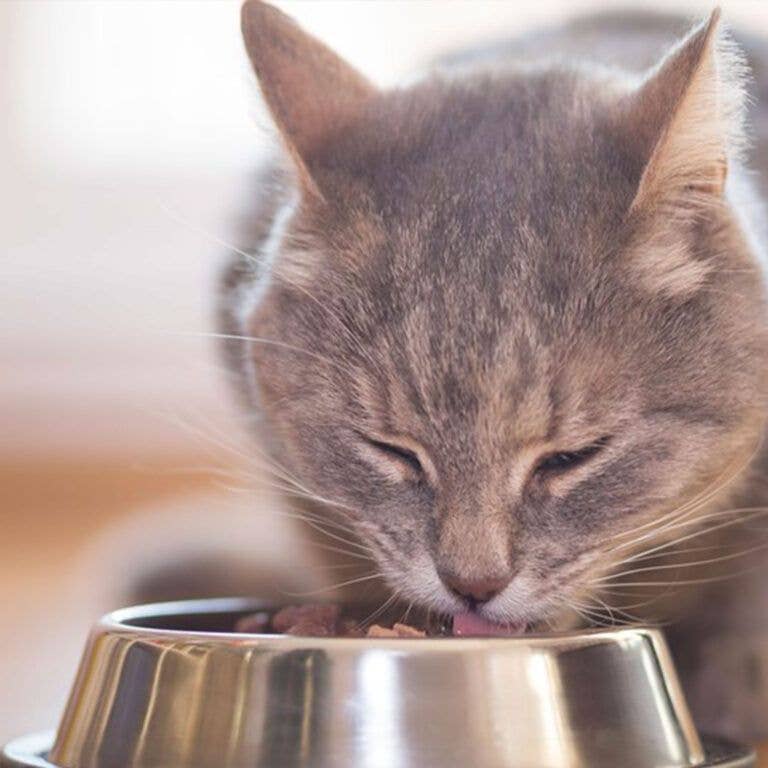 Croci – Großhandel Tiernahrung – Katze – Vibrisse Jelly Katzen-Nassfutter in Gelée – Croci7