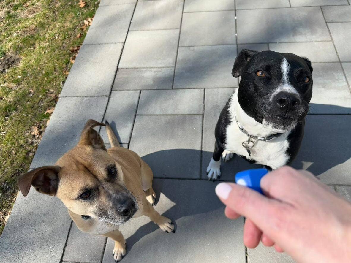 Clicker King - Wholesale Pet Training Whistle - Dog - Premium Pet Training Clicker Ring - Flex Clicker™2