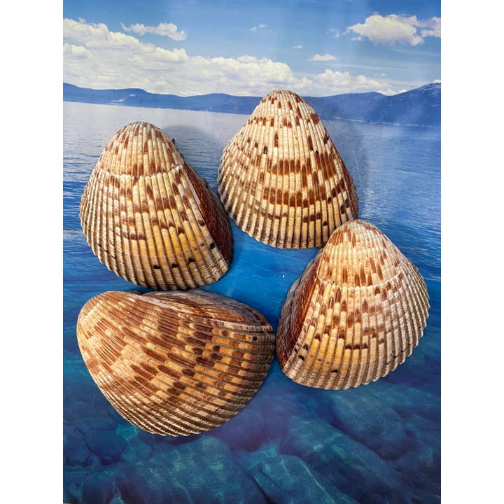 Art By Nataliia - Venta al por mayor Artículo decorativo de mesa - Berberecho gigante del Atlántico. Conchas oceánicas raras