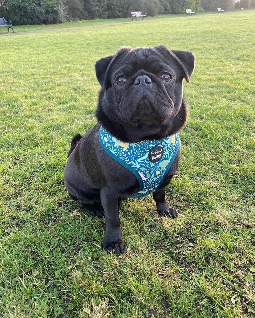 Pet Pooch Boutique - Wholesale Pet Harness - Dog - Dino Rawr Dinosaur Dog Harness With Optional Bow Tie8