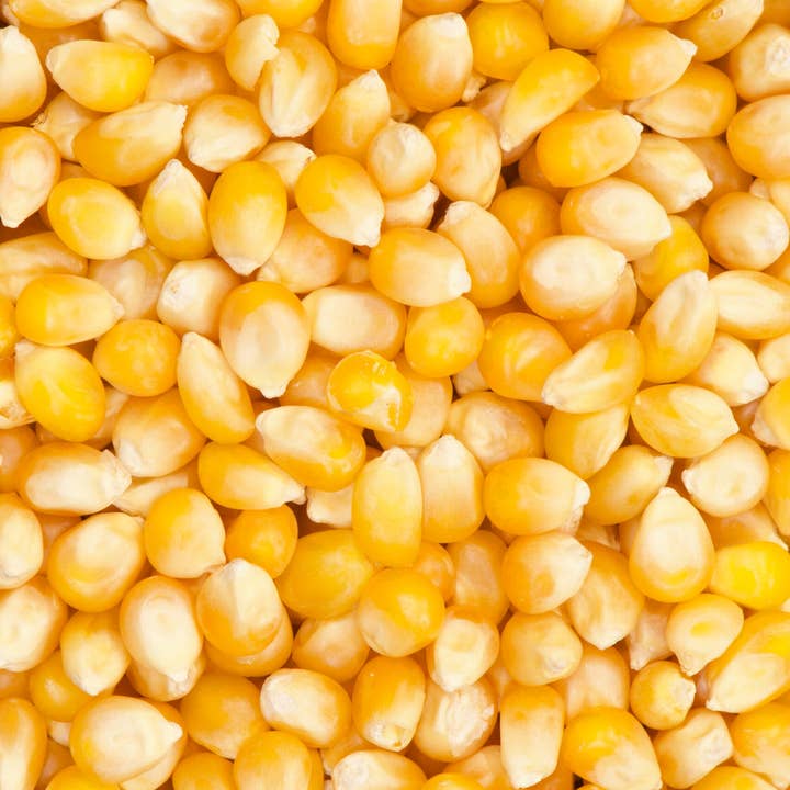 India Tree - Wholesale Popcorn - Paloma Dorada