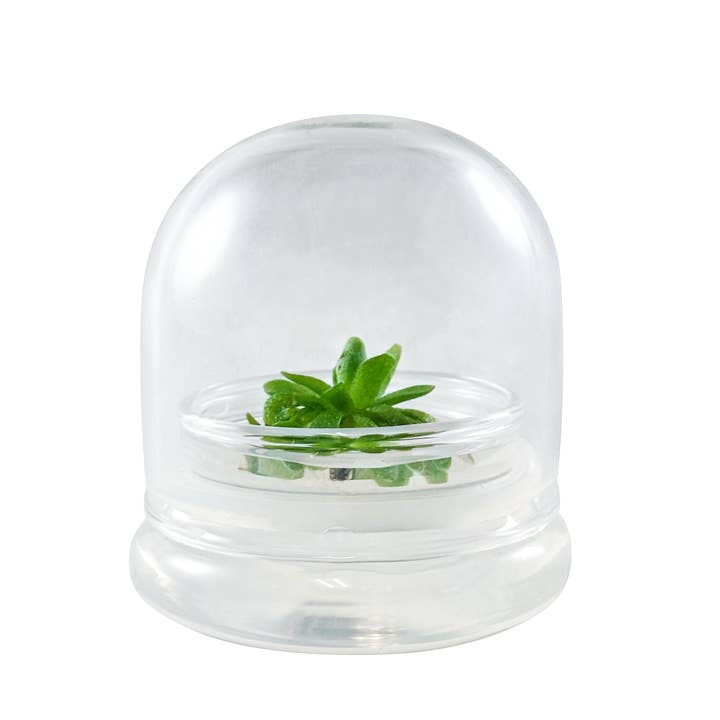bloomify - Wholesale Echte plant - Pinguicula esseriana - Mexicaanse vetblad: Een uniek terrarium met vleesetende plant voor liefhebbers