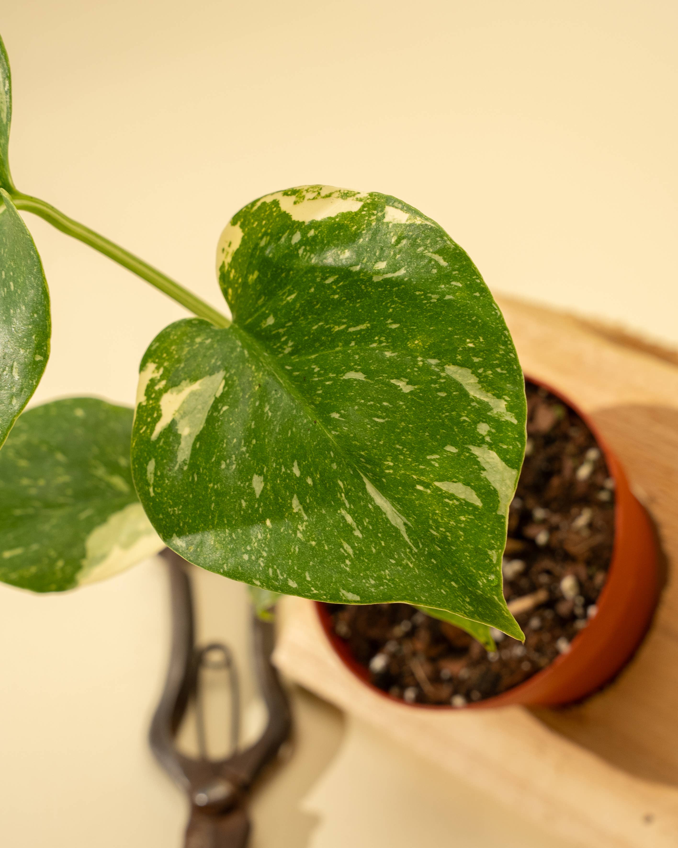 BWH Plant Co - Wholesale Live Plant - 4" Monstera 'Thai Constellation'8