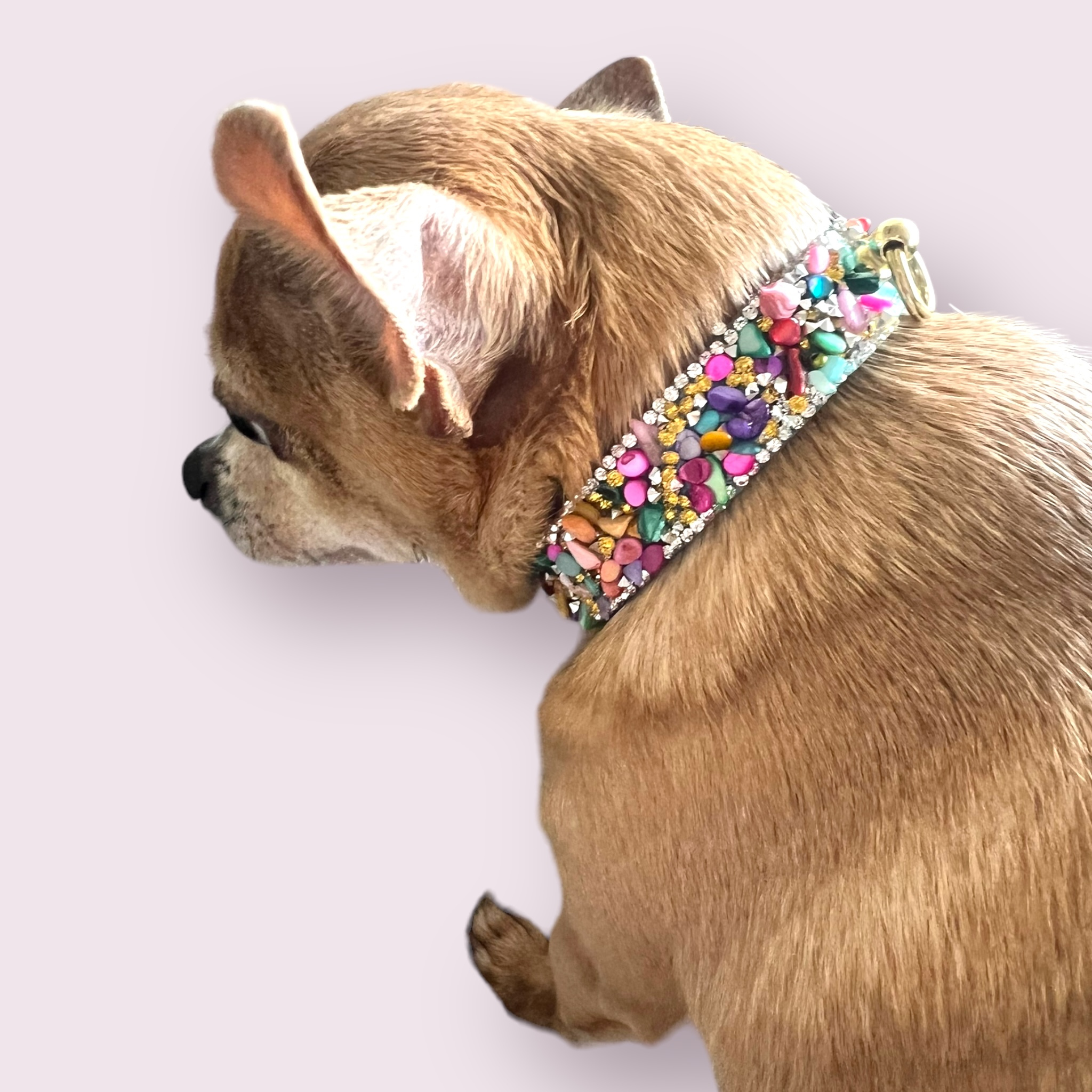 Bark Fifth Avenue – wholesale Pet collar – Dog – The Kelvin- Dog Collar8