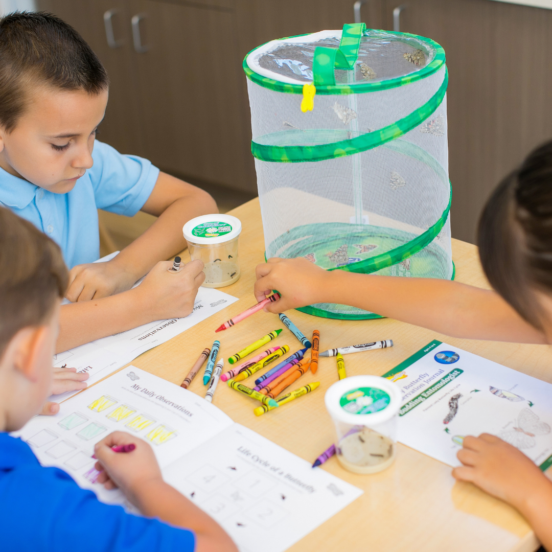 INSECT LORE - Wholesale Classic Toy - Kids - Original Butterfly Garden® Growing Kit with Voucher 8