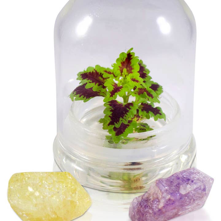 bloomify - Wholesale Live Plant - Coleus (Inky fingers), Floral Terrarium, Great Ornamental Live Plant6