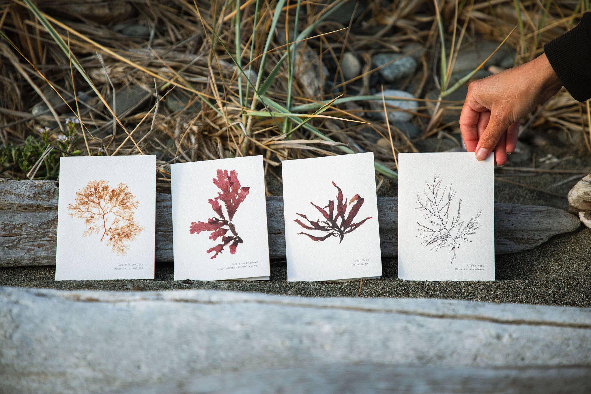 Coasting Supplies - Wholesale Everyday Greeting Card - Sea Foraged: set of 8 cards1