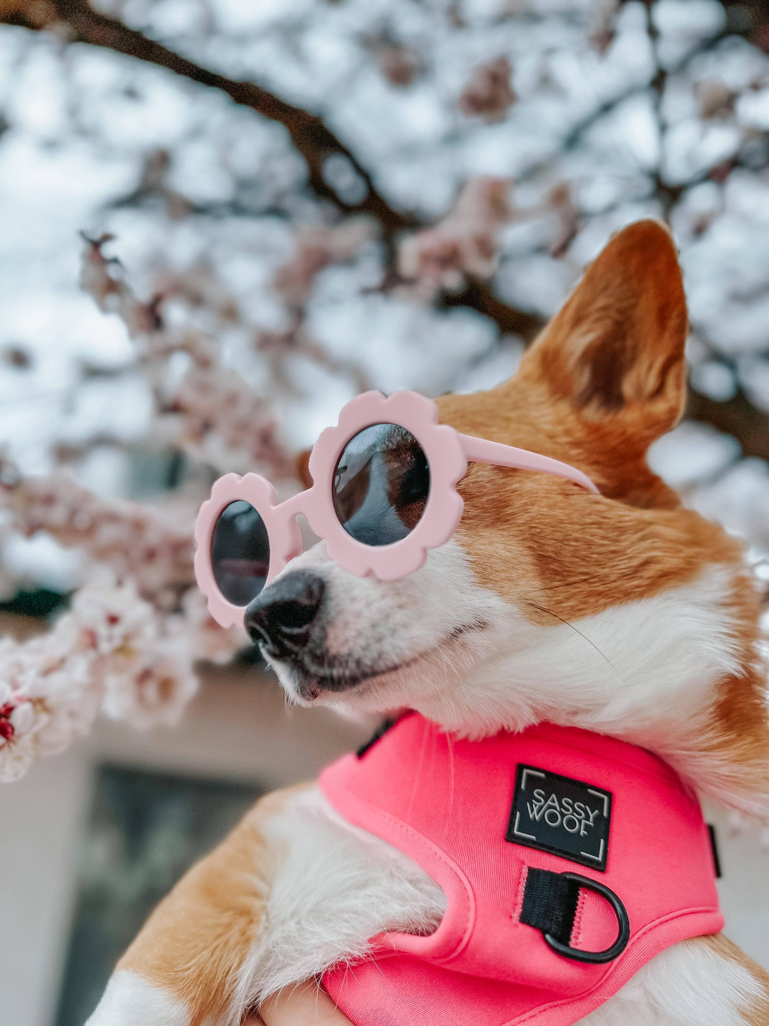SASSY WOOF - Wholesale Pet Harness - Dog - Dog Adjustable Harness - Neon Pink16