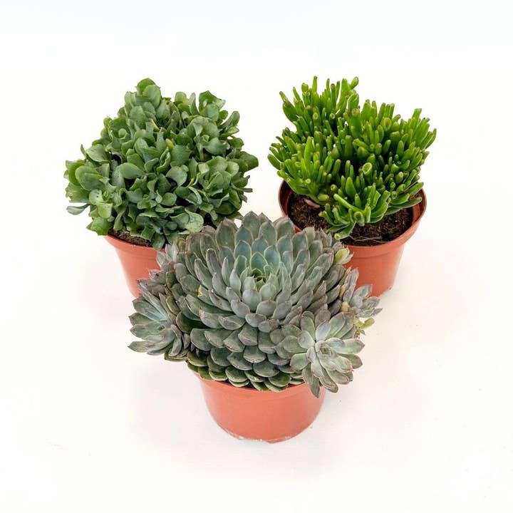 Succulent Mix – 3 large houseplants – Height 30–35cm – ⌀17cm – Easy-care succulents – Exotic green plants for living room & office for wholesale by Oasis of Life