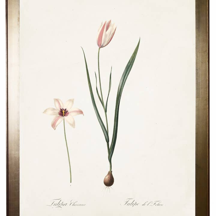 Pink And White Tulip for wholesale by Antique Curiosities Inc