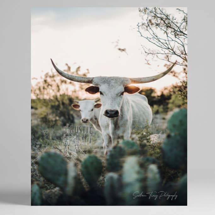 Longhorn cow photography canvas wall art print, Farm decor for wholesale by Rustic Nester