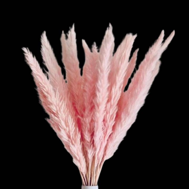 Botanico Ltd. - Wholesale Dried/pressed flowers - Pampas Tails 1