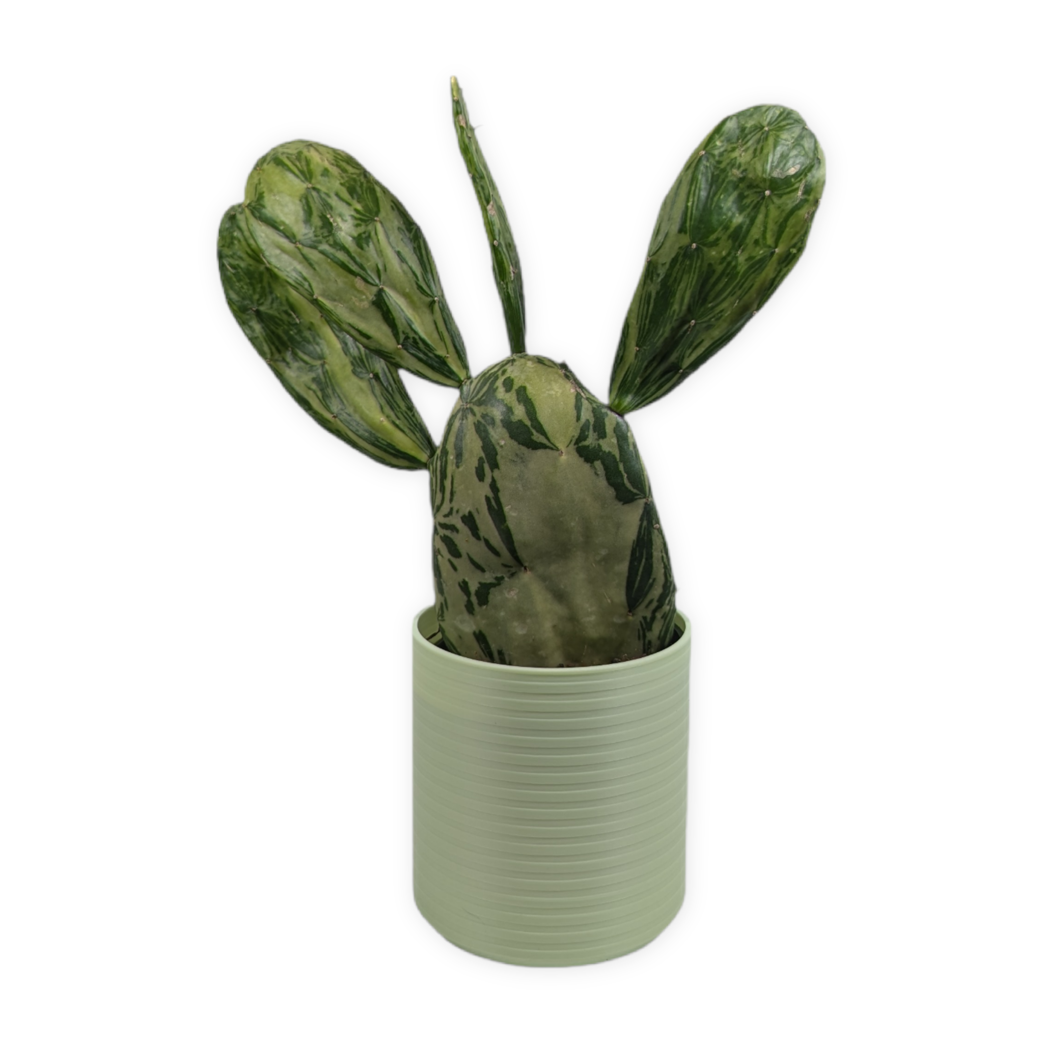 Leafprints.3d - Wholesale Plant Pot - The Talipot- 4 Inch Cover Pot (No Drainage)15