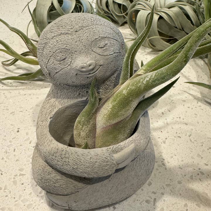 Vaso Concrete Sloth per la vendita all'ingrosso da parte di Sunny Way Products