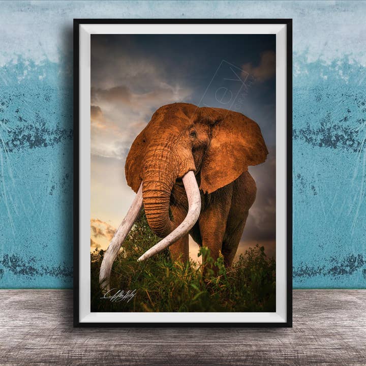 Art mural éléphant - Tusker Craig - Grande taille pour la vente par Clifton Haley Photography
