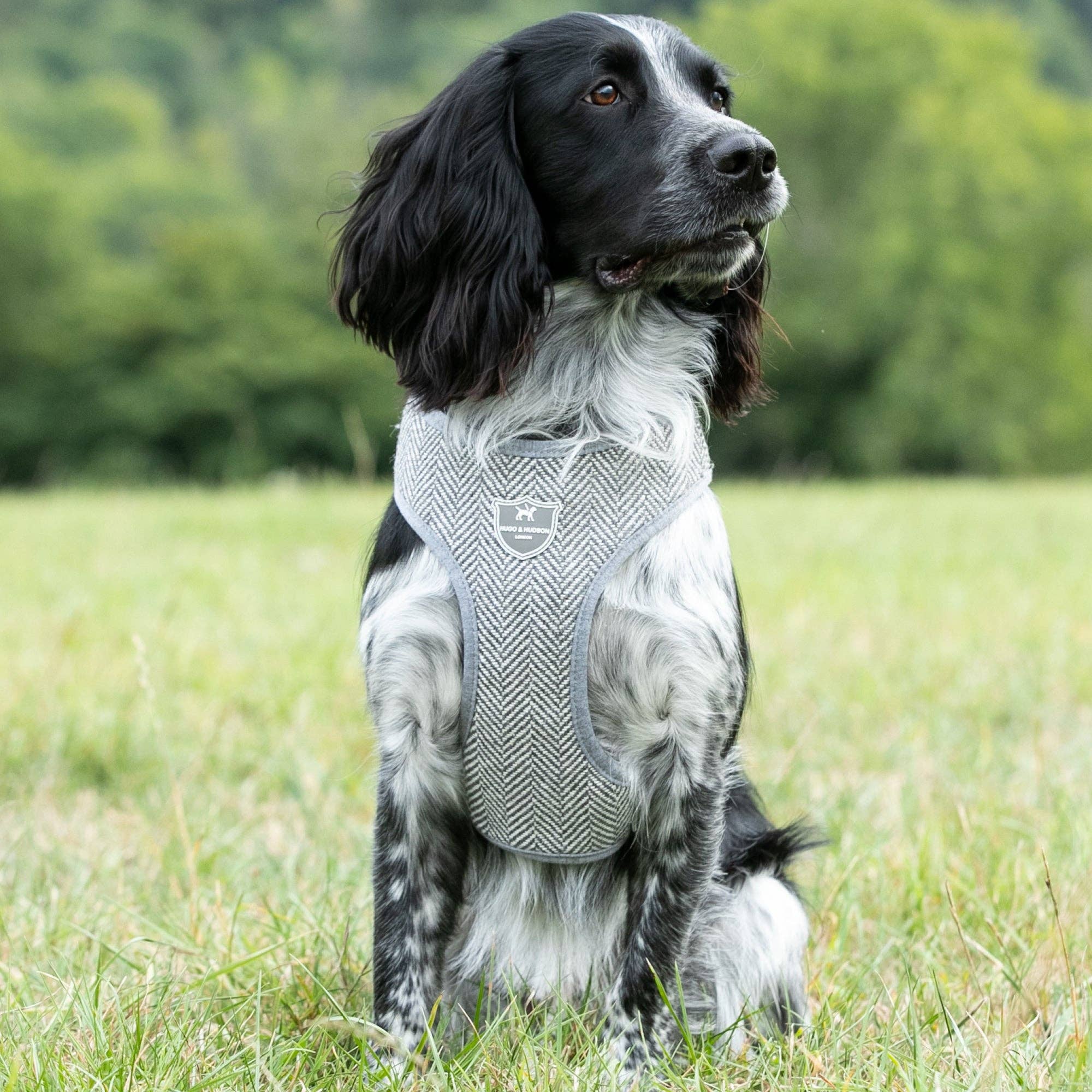 Hugo & Hudson – wholesale Pet harness – Dog – Tweed Dog Harness - Grey Herringbone8