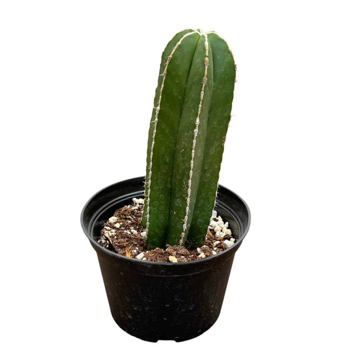 Succulent Wholesale - Wholesale Succulent - Mexican Fence Post Cactus | 6 inch | Pachycereus marginatus