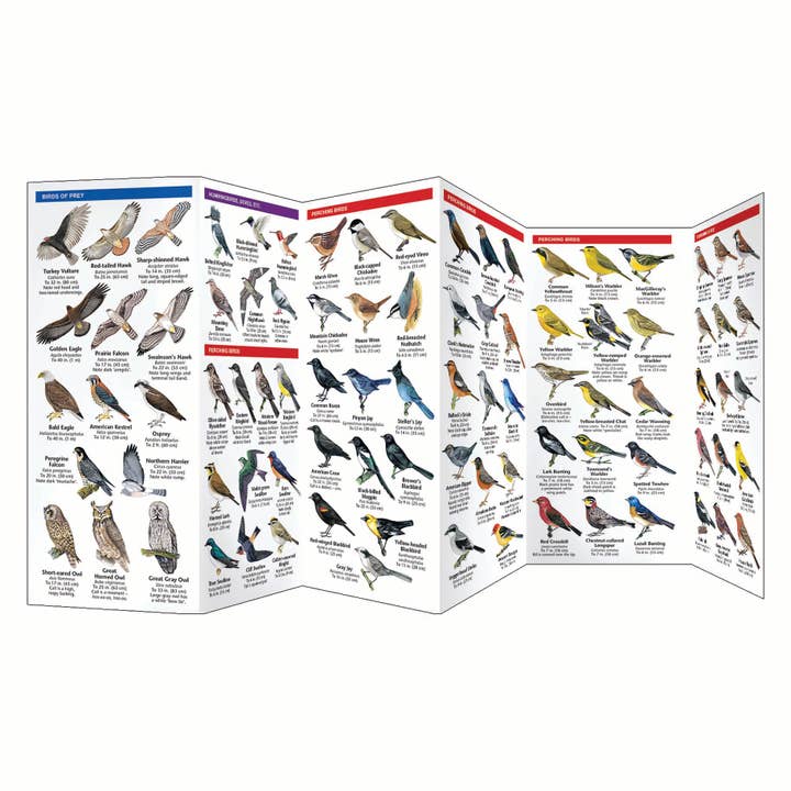 Waterford Press - Wholesale Nature Guide - Montana Birds Nature Guide