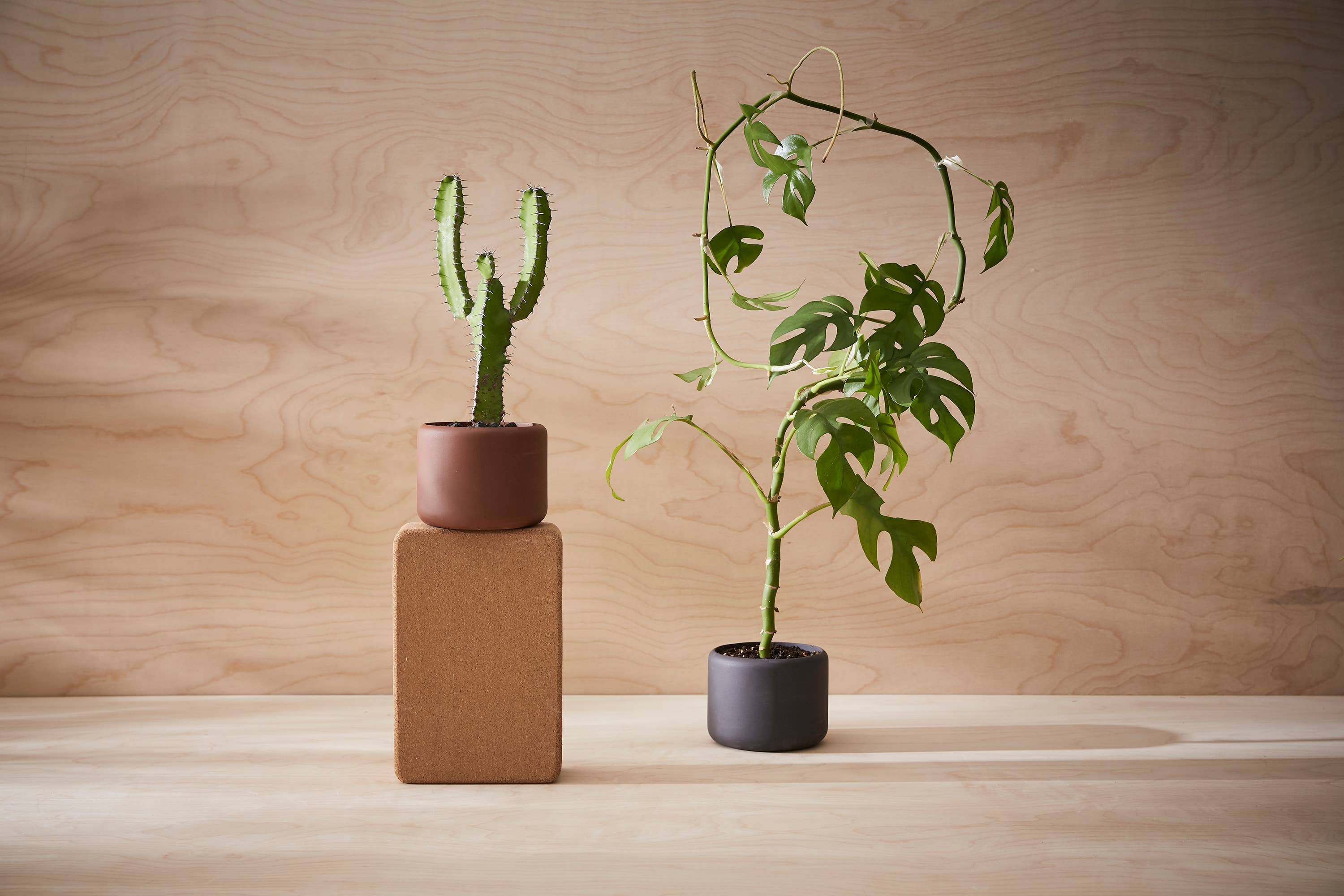 Aaron Probyn US - Wholesale Plant Pot - BOTANY porcelain Plant Pot SMALL3