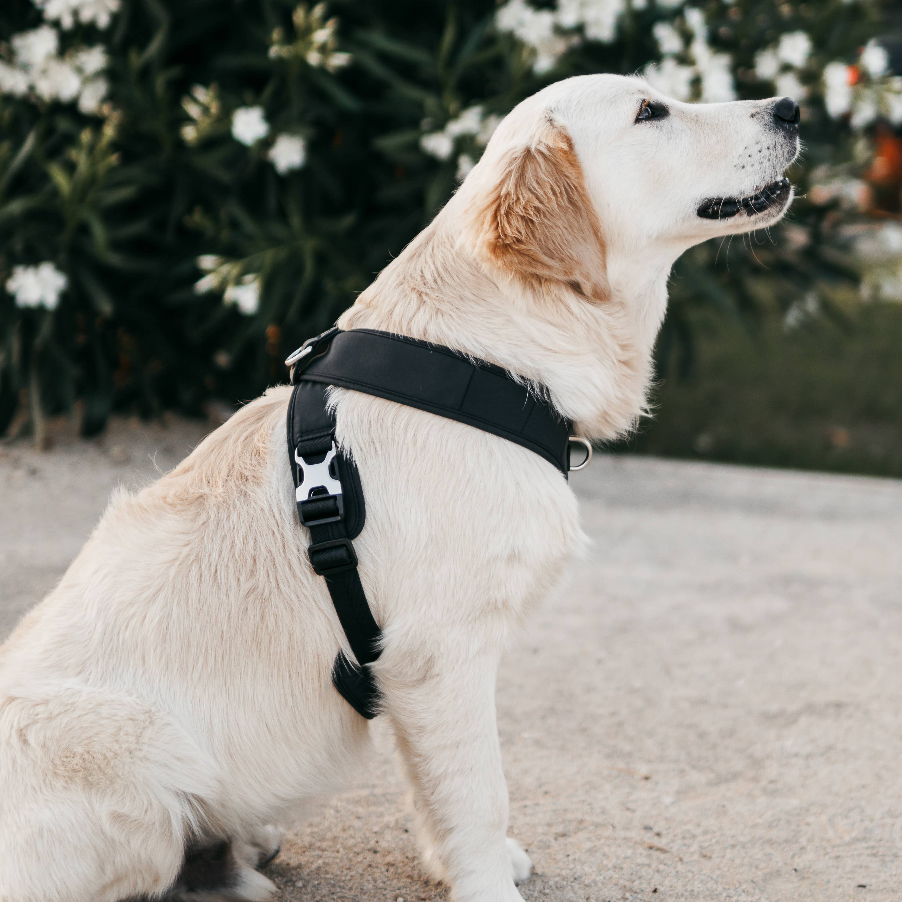 Pups & Bubs - Wholesale Pet Harness - Dog - Roam Luxe Harness (Black) | Dog Walking Gear | Dog Harness0